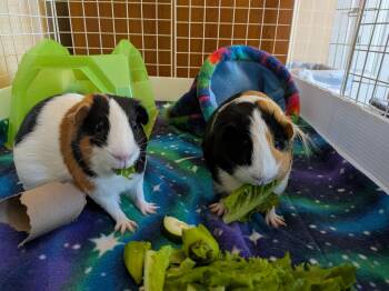 Rescue Short Haired Guinea Pigs for Adoption in Wellington, Colorado - Mabel And Mildred | PetCurious
